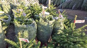 Christmas trees